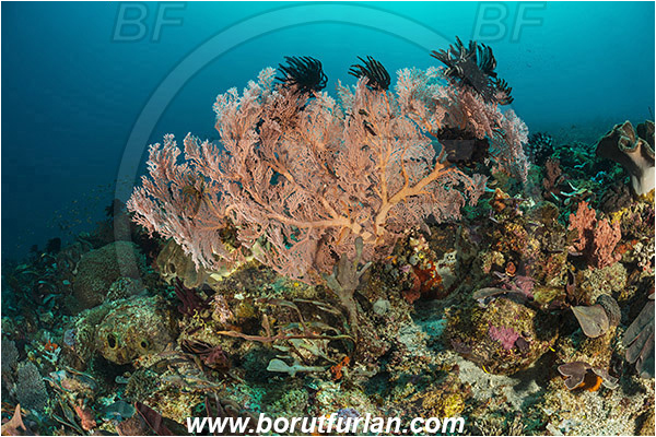 Pura, Alor, Indonesia, Melithaea sp., Melithaea, Melithaeidae, Sea fan, Coral, Cnidaria, Cnidarian, Reef