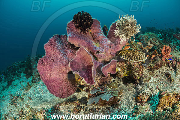 Pura, Alor, Indonesia, Callyspongia sp., Callyspongia, Callyspongiidae, Porifera, Vase Sponge, Sponge, Reef