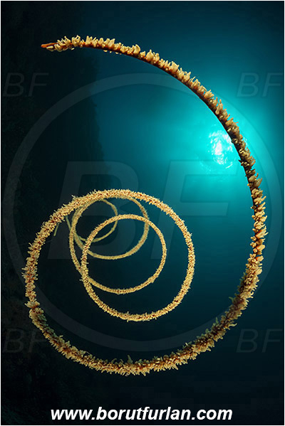 Pura, Alor, Indonesia, Cirripathes spiralis, Cirripathes, Antipathidae, Spiral wire coral, Wire coral, Cnidarian, Cnidaria, Reef