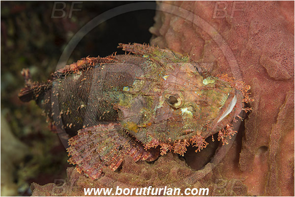 Pura, Alor, Indonesia, Scorpaenopsis oxycephala, Scorpaenopsis, Scorpaenidae, Tassled Scorpionfish, Scorpionfish, Fish