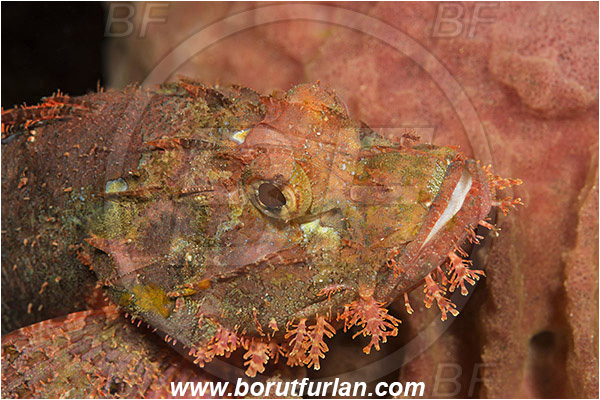 Pura, Alor, Indonesia, Scorpaenopsis oxycephala, Scorpaenopsis, Scorpaenidae, Tassled Scorpionfish, Scorpionfish, Fish, Portrait