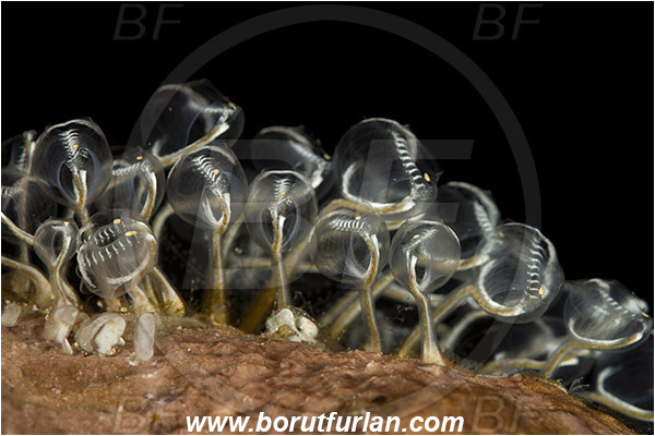 Pura, Alor, Indonesia, Pycnoclavella detorta, Pycnoclavella, Clavelinidae, Sea squirt, Tunicata, Tunicate