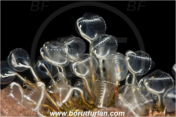 Pura, Alor, Indonesia, Pycnoclavella detorta, Pycnoclavella, Clavelinidae, Sea squirt, Tunicata, Tunicate