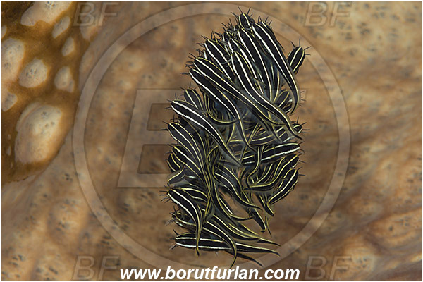 Pura, Alor, Indonesia, Plotosus lineatus, Plotosus, Plotosidae, Striped eel catfish, Catfish, Fish, Fish school