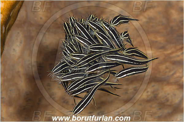 Pura, Alor, Indonesia, Plotosus lineatus, Plotosus, Plotosidae, Striped eel catfish, Catfish, Fish, Fish school