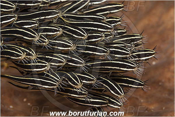 Pura, Alor, Indonesia, Plotosus lineatus, Plotosus, Plotosidae, Striped eel catfish, Catfish, Fish, Fish school
