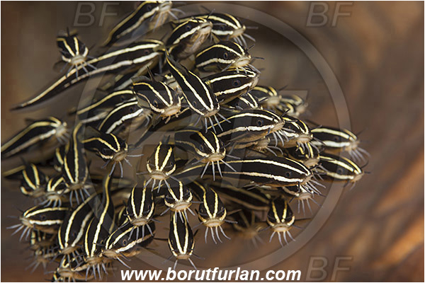 Pura, Alor, Indonesia, Plotosus lineatus, Plotosus, Plotosidae, Striped eel catfish, Catfish, Fish, Fish school