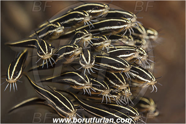 Pura, Alor, Indonesia, Plotosus lineatus, Plotosus, Plotosidae, Striped eel catfish, Catfish, Fish, Fish school