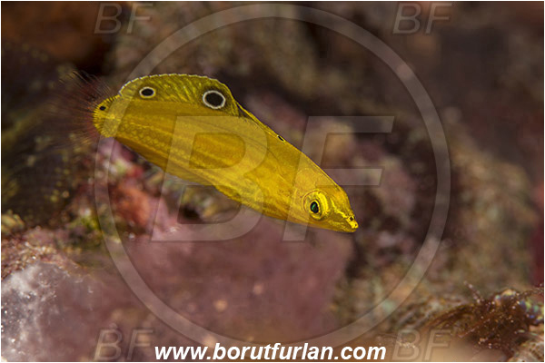 Pura, Alor, Indonesia, Halichoeres chrysus, Halichoeres, Labridae, Canary wrasse, Golden wrasse, Yellow wrasse, Wrasse, Fish