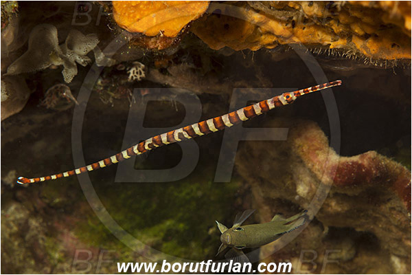 Pura, Alor, Indonesia, Dunckerocampus multiannulatus, Dunckerocampus, Syngnathidae, Many-banded Pipefish, Pipefish, Fish