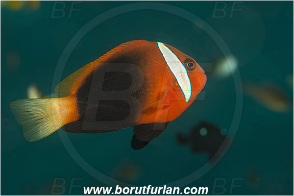 Pura, Alor, Indonesia, Amphiprion melanopus, Amphiprion, Red and black anemonefish, Anemonefish, Clownfish, Fish, Pomacentridae
