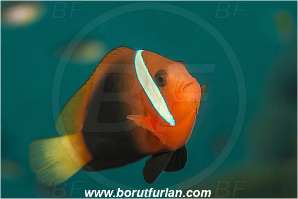 Pura, Alor, Indonesia, Amphiprion melanopus, Amphiprion, Red and black anemonefish, Anemonefish, Clownfish, Fish, Pomacentridae