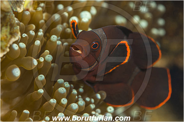 Pura, Alor, Indonesia, Premnas biaculeatus, Premnas, Pomacentridae, Maroon Clownfish, Spine-Cheek Clownfish, Anemonefish, Clownfish, Fish, Reef