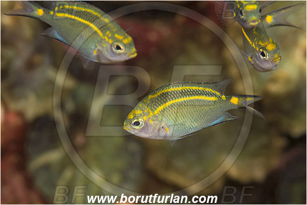 Pura, Alor, Indonesia, Acanthochromis polyacanthus, Acanthochromis, Pomacentridae, Spiny chromis, Spiny chromis - juvenile, Juvenile, Damselfish, Fish