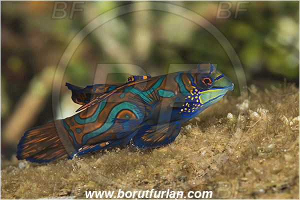 Pura, Alor, Indonesia, Synchiropus splendidus, Synchiropus, Mandarinfish, Fish, Callionymidae