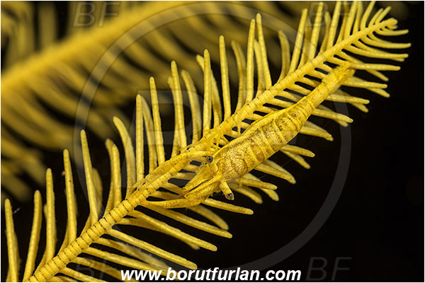 Pantar, Alor, Indonesia, Laomenes amboinensis, Laomenes, Palaemonidae, Ambon Crinoid Shrimp, Shrimp, Decapoda, Crustacea, Crustacean