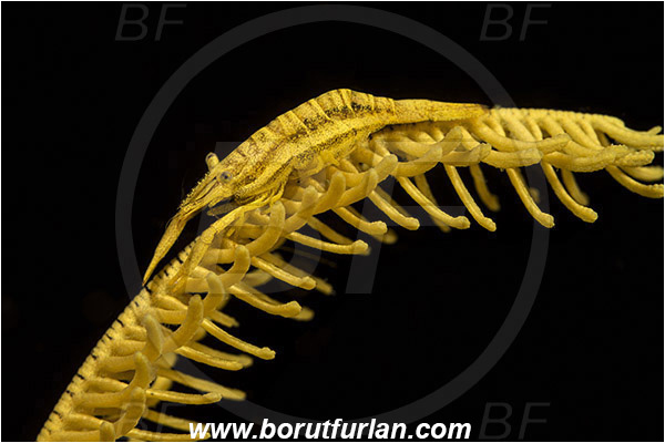 Pantar, Alor, Indonesia, Laomenes amboinensis, Laomenes, Palaemonidae, Ambon Crinoid Shrimp, Shrimp, Decapoda, Crustacea, Crustacean
