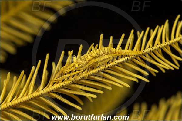 Pantar, Alor, Indonesia, Laomenes amboinensis, Laomenes, Palaemonidae, Ambon Crinoid Shrimp, Shrimp, Decapoda, Crustacea, Crustacean