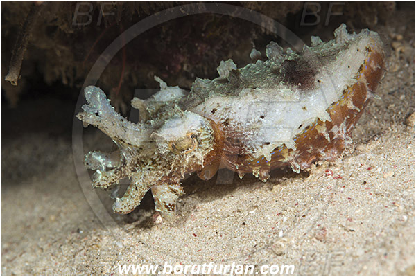 Pantar, Alor, Indonesia, Sepiidae, Cephalopoda, Mollusca, Mollusc, Cuttlefish, Unidentified