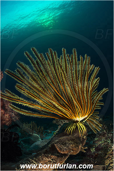 Pantar, Alor, Indonesia, Comanthina briareus, Comanthina, Comatulidae, Feather star, Crinoidea, Echinoderm, Echinodermata, Reef