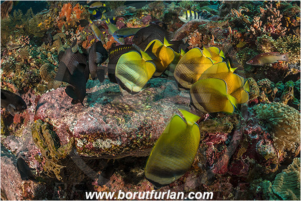 Pantar, Alor, Indonesia, Chaetodon kleinii, Chaetodon, Chaetodontidae, Sunburst butterflyfish, Butterflyfish, Fish, Fish school, Reef, Feeding