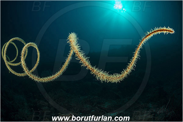 Pantar, Alor, Indonesia, Cirripathes spiralis, Cirripathes, Antipathidae, Spiral wire coral, Wire coral, Cnidarian, Cnidaria, Reef