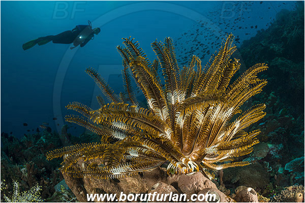 Pura, Alor, Indonesia, Anneissia bennetti, Anneissia, Comatulidae, Feather star, Crinoidea, Echinoderm, Echinodermata, Reef, Diver