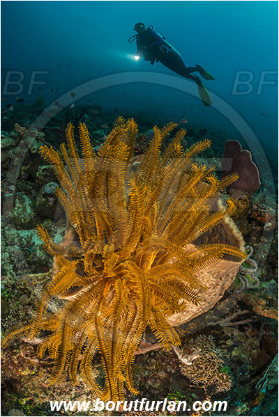 Pura, Alor, Indonesia, Comanthina sp., Comanthina, Comatulidae, Feather star, Crinoidea, Echinoderm, Echinodermata, Reef, Diver