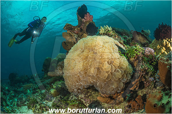 Pura, Alor, Indonesia, Plerogyra sinuosa, Plerogyra, Scleractinia, Bubble coral, Coral, Cnidaria, Cnidarian, Reef, Diver