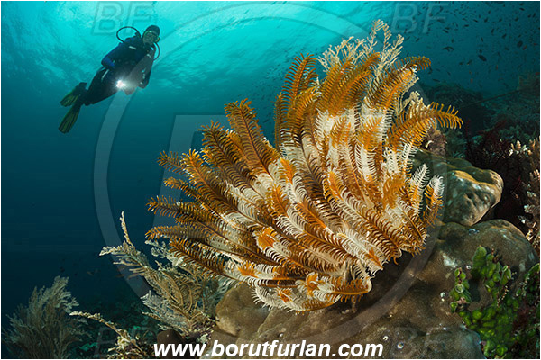 Pura, Alor, Indonesia, Anneissia bennetti, Anneissia, Comatulidae, Feather star, Crinoidea, Echinoderm, Echinodermata, Reef, Diver