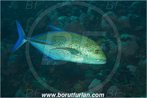 Alor, Indonesia, Caranx melampygus, Caranx, Carangidae, Bluefin trevally, Trevally, Fish, Reef