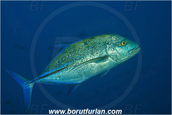Alor, Indonesia, Caranx melampygus, Caranx, Carangidae, Bluefin trevally, Trevally, Fish