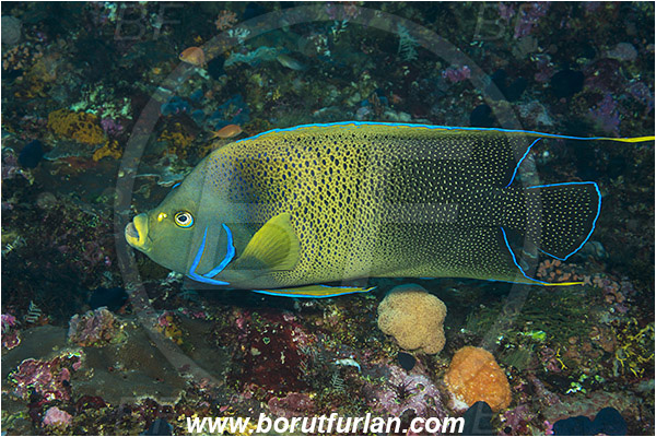 Alor, Indonesia, Pomacanthus semicirculatus, Pomacanthus, Pomacanthidae, Semicircle Angelfish, Koran angelfish, Angelfish, Fish