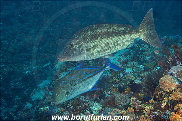 Alor, Indonesia, Caranx melampygus, Caranx, Carangidae, Bluefin trevally, Trevally, Lethrinus olivaceus, Lethrinus, Lethrinidae, Longnose Emperor, Emperor, Fish