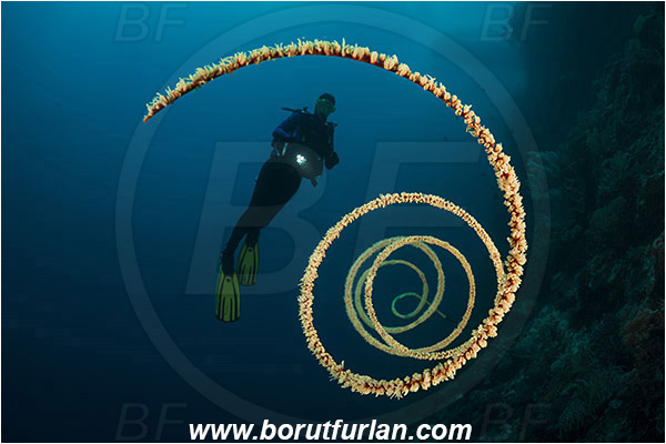 Pantar, Alor, Indonesia, Cirripathes spiralis, Cirripathes, Antipathidae, Spiral wire coral, Wire coral, Cnidarian, Cnidaria, Reef, Diver