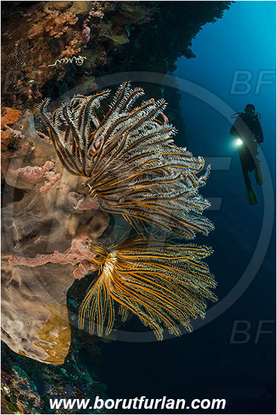 Ternate, Alor, Indonesia, Comanthina briareus, Comanthina, Comatulidae, Feather star, Crinoidea, Echinoderm, Echinodermata, Reef, Wall, Diver