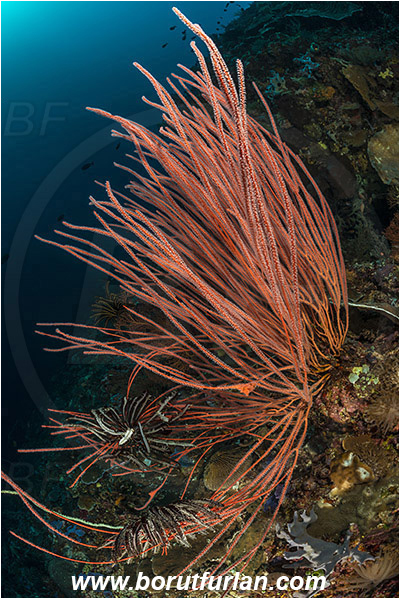 Ternate, Alor, Indonesia, Ellisella sp., Ellisella, Ellisellidae, Anthozoa, Cnidaria, Cnidarian, Sea whip, Whip coral, Coral, Reef