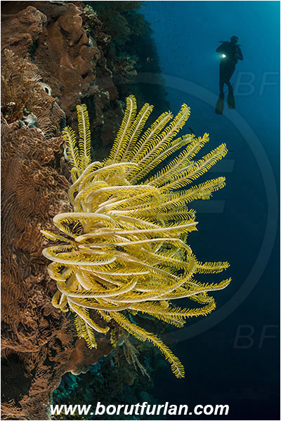Ternate, Alor, Indonesia, Comaster schlegelii, Comaster, Comatulidae, Feather star, Crinoidea, Echinoderm, Echinodermata, Reef, Wall, Diver