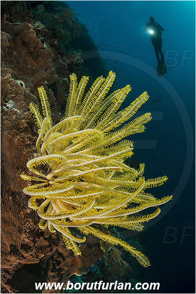 Ternate, Alor, Indonesia, Comaster schlegelii, Comaster, Comatulidae, Feather star, Crinoidea, Echinoderm, Echinodermata, Reef, Wall, Diver