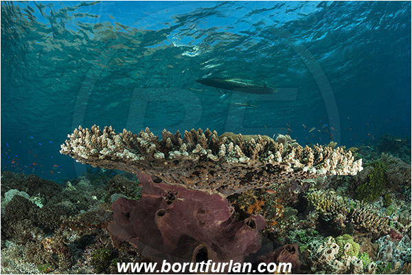 Pantar, Alor, Indonesia, Acropora hyacinthus, Acropora, Acroporidae, Table Coral, Coral, Anthozoa, Cnidaria, Cnidarian, Reef, Native boat, Boat, Trimaran