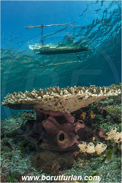 Pantar, Alor, Indonesia, Acropora hyacinthus, Acropora, Acroporidae, Table Coral, Coral, Anthozoa, Cnidaria, Cnidarian, Reef, Native boat, Boat, Trimaran