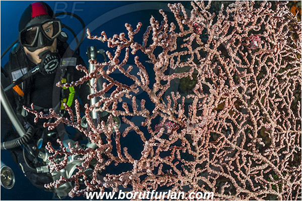Pantar, Alor, Indonesia, Hippocampus bargibanti, Hippocampus, Syngnathidae, Bargibanti Pygmy Seahorse, Pygmy seahorse, Seahorse, Fish, Sea fan, Coral, Cnidaria, Cnidarian, Diver, Underwater photographer