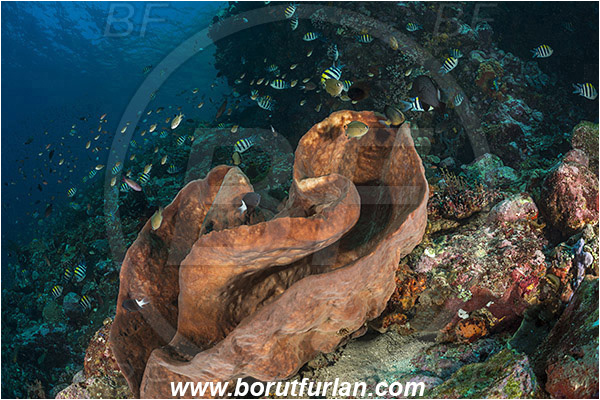 Pantar, Alor, Indonesia, Podospongiidae, Sponge, Porifera, Reef, Fish school