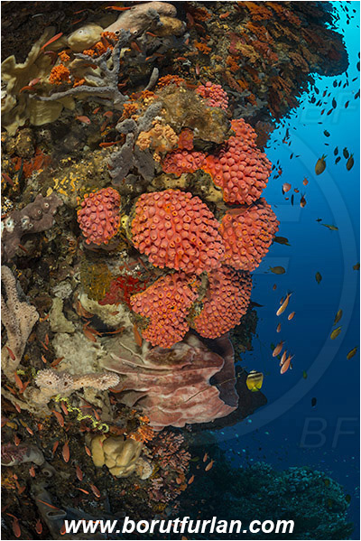 Pantar, Alor, Indonesia, Tubastraea faulkneri, Tubastraea, Dendrophylliidae, Sun coral, Cup coral, Coral, Anthozoa, Cnidaria, Cnidarian, Reef, Wall