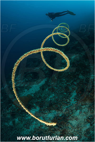 Pantar, Alor, Indonesia, Cirripathes spiralis, Cirripathes, Antipathidae, Spiral wire coral, Wire coral, Cnidarian, Cnidaria, Reef, Diver
