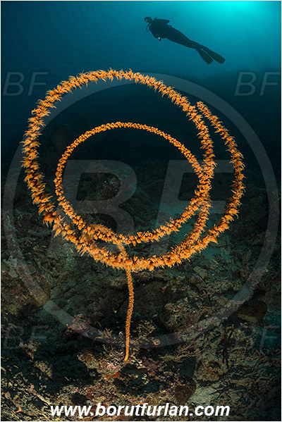 Pantar, Alor, Indonesia, Cirripathes spiralis, Cirripathes, Antipathidae, Spiral wire coral, Wire coral, Cnidarian, Cnidaria, Reef, Diver