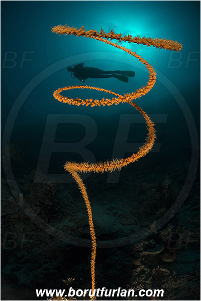 Pantar, Alor, Indonesia, Cirripathes spiralis, Cirripathes, Antipathidae, Spiral wire coral, Wire coral, Cnidarian, Cnidaria, Reef, Diver