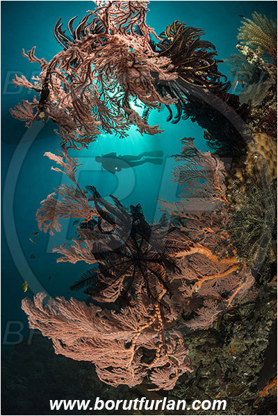Pantar, Alor, Indonesia, Melithaea sp., Melithaea, Melithaeidae, Sea fan, Coral, Cnidaria, Cnidarian, Reef, Diver