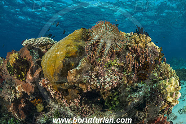 Ternate, Alor, Indonesia, Acanthaster planci, Acanthaster, Crown-of-Thorns Starfish, Acanthasteridae, Asteroidea, Echinodermata, Echinoderm, Reef