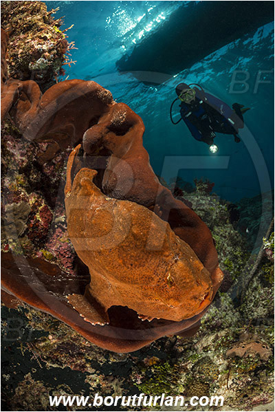Ternate, Alor, Indonesia, Antennarius commerson, Antennarius, Antennariidae, Commerson